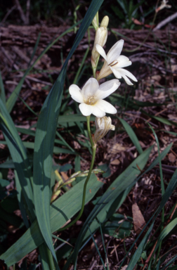 APII jpeg image of Tritonia gladiolaris  © contact APII