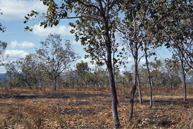 APII jpeg image of Terminalia platyphylla  © contact APII