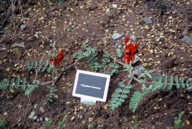 APII jpeg image of Swainsona formosa  © contact APII