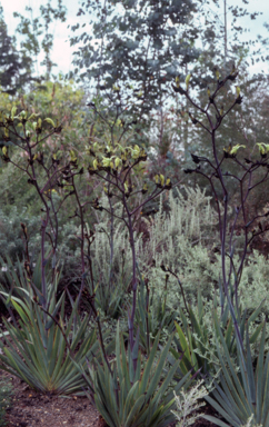 APII jpeg image of Macropedia fuliginosa  © contact APII