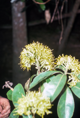 APII jpeg image of Xanthostemon chrysanthus  © contact APII