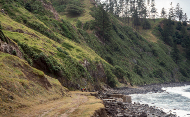 APII jpeg image of Araucaria heterophylla,<br/>Phormium tenax  © contact APII