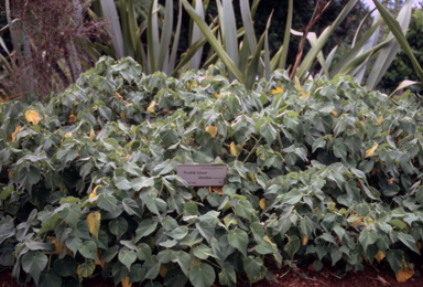 APII jpeg image of Abutilon julianae  © contact APII