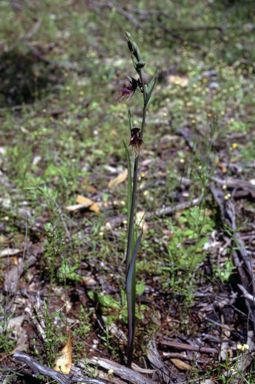 APII jpeg image of Calochilus robertsonii  © contact APII