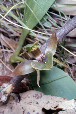 APII jpeg image of Chiloglottis gunnii  © contact APII