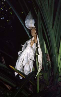 APII jpeg image of Pandanus  © contact APII