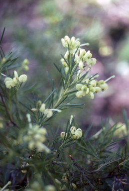 APII jpeg image of Grevillea rosmarinifolia 'Lutea'  © contact APII
