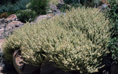 APII jpeg image of Hypocalymma cordifolium 'Golden Veil'  © contact APII