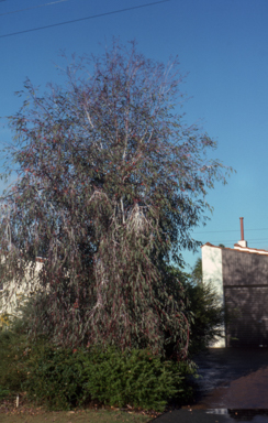 APII jpeg image of Eucalyptus caesia subsp. magna  © contact APII