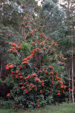 APII jpeg image of Alloxylon flammeum  © contact APII