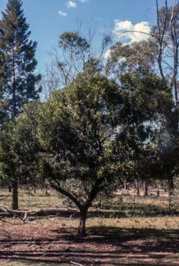 APII jpeg image of Santalum acuminatum  © contact APII