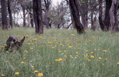 APII jpeg image of Ammobium craspedioides  © contact APII