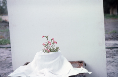 APII jpeg image of Lechenaultia 'Outspan Desiree'  © contact APII