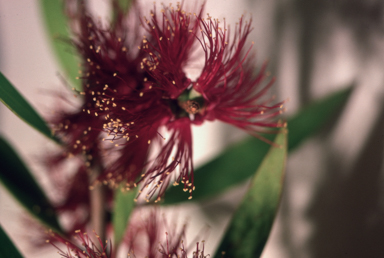APII jpeg image of Melaleuca viridiflora 'Not named'  © contact APII