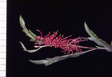 APII jpeg image of Grevillea 'Poorinda Royal Mantle'  © contact APII