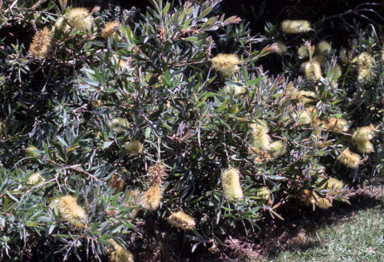 APII jpeg image of Callistemon pallidus 'Candle Glow prostrate form'  © contact APII