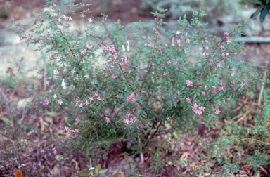 APII jpeg image of Boronia 'Telopea Valley Star'  © contact APII