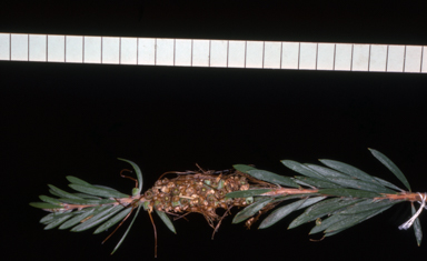 APII jpeg image of Callistemon pachyphyllus 'Smoked Salmon'  © contact APII