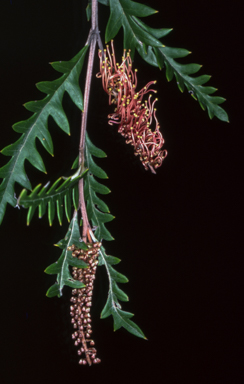 APII jpeg image of Grevillea 'Poorinda Anticipation'  © contact APII