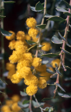 APII jpeg image of Acacia cultriformis 'Cascade'  © contact APII
