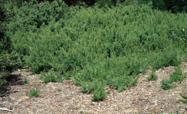 APII jpeg image of Grevillea 'Little Thicket'  © contact APII