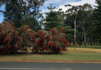 APII jpeg image of Callistemon 'Kings Park Special'  © contact APII