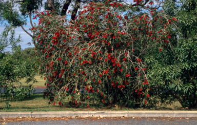 APII jpeg image of Callistemon 'Kings Park Special'  © contact APII