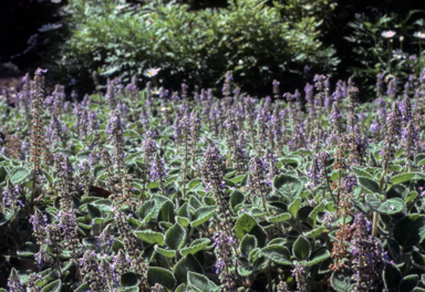 APII jpeg image of Plectranthus graveolens 'Bennelong Frosty Carpet'  © contact APII