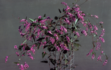 APII jpeg image of Hardenbergia violacea 'Happy Wanderer'  © contact APII