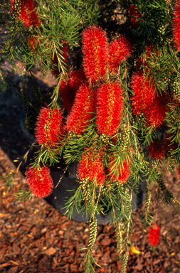 APII jpeg image of Callistemon 'Packers Selection'  © contact APII