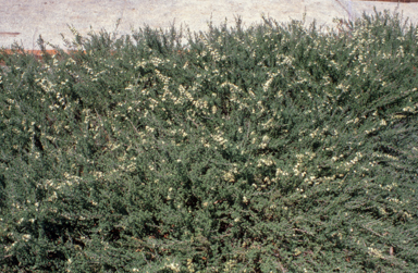APII jpeg image of Kunzea 'Badja Carpet'  © contact APII