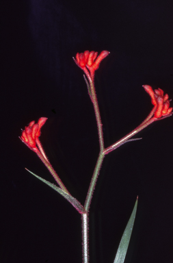 APII jpeg image of Anigozanthos 'Dwarf Delight'  © contact APII
