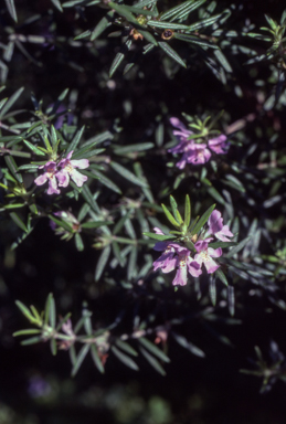 APII jpeg image of Westringia 'Wynyabbie Gem'  © contact APII