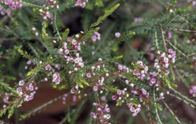 APII jpeg image of Thryptomene saxicola 'Mingenew'  © contact APII