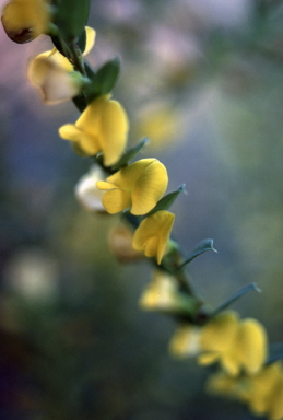 APII jpeg image of Bossiaea heterophylla 'Spring Valley'  © contact APII