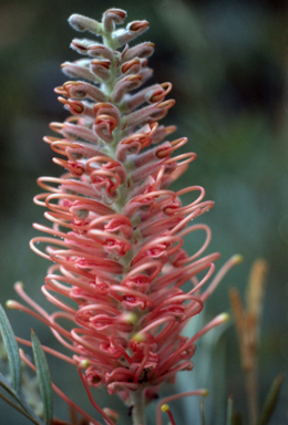 APII jpeg image of Grevillea 'Pink Champagne'  © contact APII