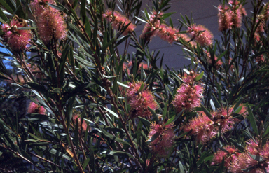 APII jpeg image of Callistemon 'Sallyann'  © contact APII