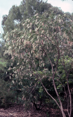APII jpeg image of Callistemon ?hybrid  © contact APII