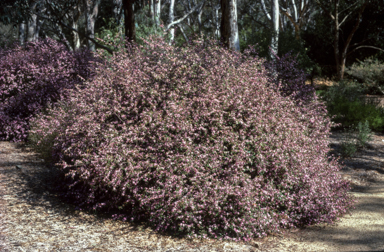 APII jpeg image of Boronia mollis 'Lorne Pride'  © contact APII