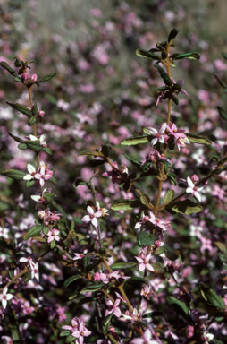 APII jpeg image of Boronia mollis 'Lorne Pride'  © contact APII