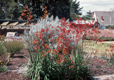 APII jpeg image of Anigozanthos 'Spence's Spectacular'  © contact APII
