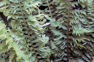 APII jpeg image of Blechnum nudum 'Forcett Feather'  © contact APII