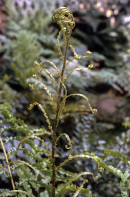 APII jpeg image of Blechnum minus 'Hellyer Fountain'  © contact APII