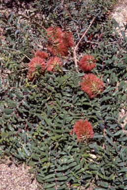 APII jpeg image of Melaleuca hypericifolia 'Ulladulla Beacon'  © contact APII