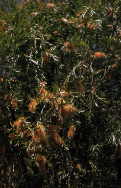 APII jpeg image of Callistemon 'Sallyann'  © contact APII