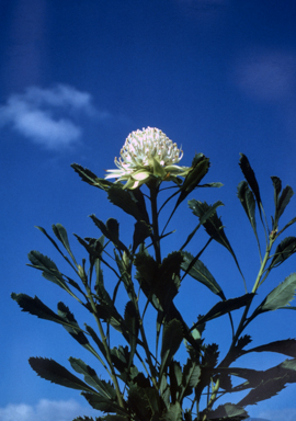 APII jpeg image of Telopea speciosissima 'Wirrimbirra White'  © contact APII