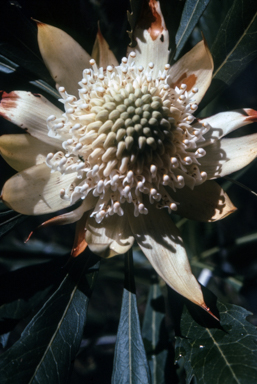 APII jpeg image of Telopea speciosissima 'Wirrimbirra White'  © contact APII