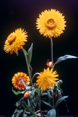 APII jpeg image of Xerochrysum bracteatum 'Princess of Wales'  © contact APII
