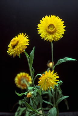 APII jpeg image of Xerochrysum bracteatum 'Princess of Wales'  © contact APII