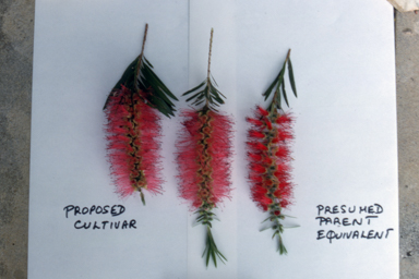 APII jpeg image of Callistemon viminalis 'Bob Bailey'  © contact APII